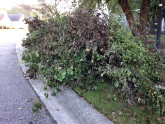 Yard waste from trees and shrubs can be put in a Blue Box Dumpster for easy transportation to the landfill for yard waste recycling