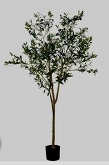 Olive Tree (size & shape may vary slightly from photo)