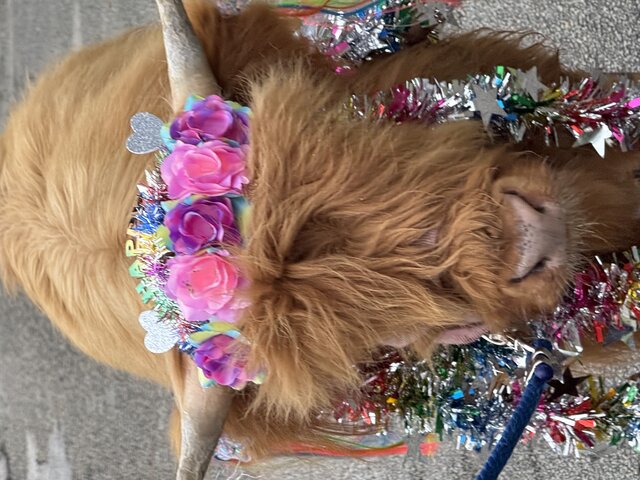Highland cow Birthday Gram 