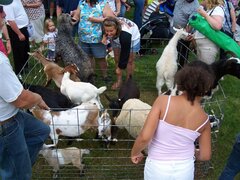 Petting Zoo