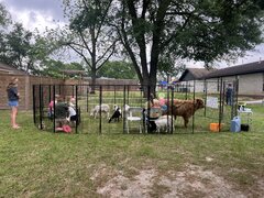 Petting Zoo