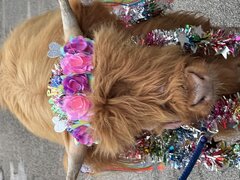 Highland cow Birthday Gram 