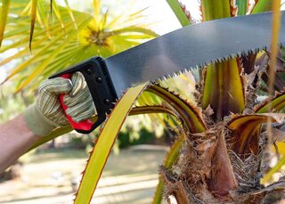 Palm Tree Trimming