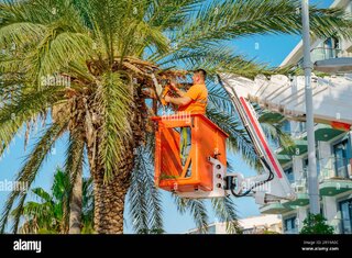 Palm Tree Trimming - Lift Required