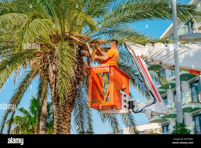 Palm Tree Trimming - Lift Required