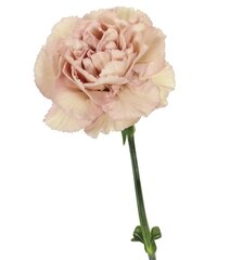 Single Stem Flower-DVF