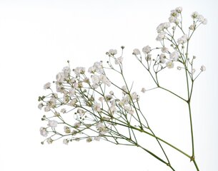 Gypsophila (Babys Breath) Filler