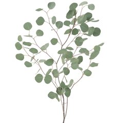 Silver Dollar Eucalyptus Filler