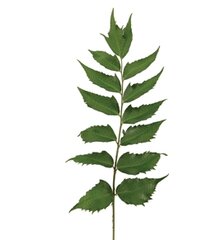 Fern Filler