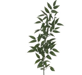 Ruscus Filler