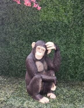 Monkey