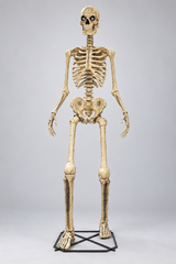 Glowing Eyes Skeleton 12FT H