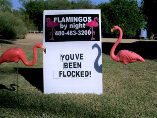 You've been flocked yard sign with flamingos