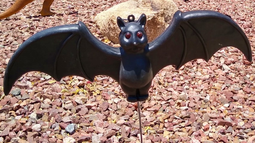 adopt a black bat for your batty friend