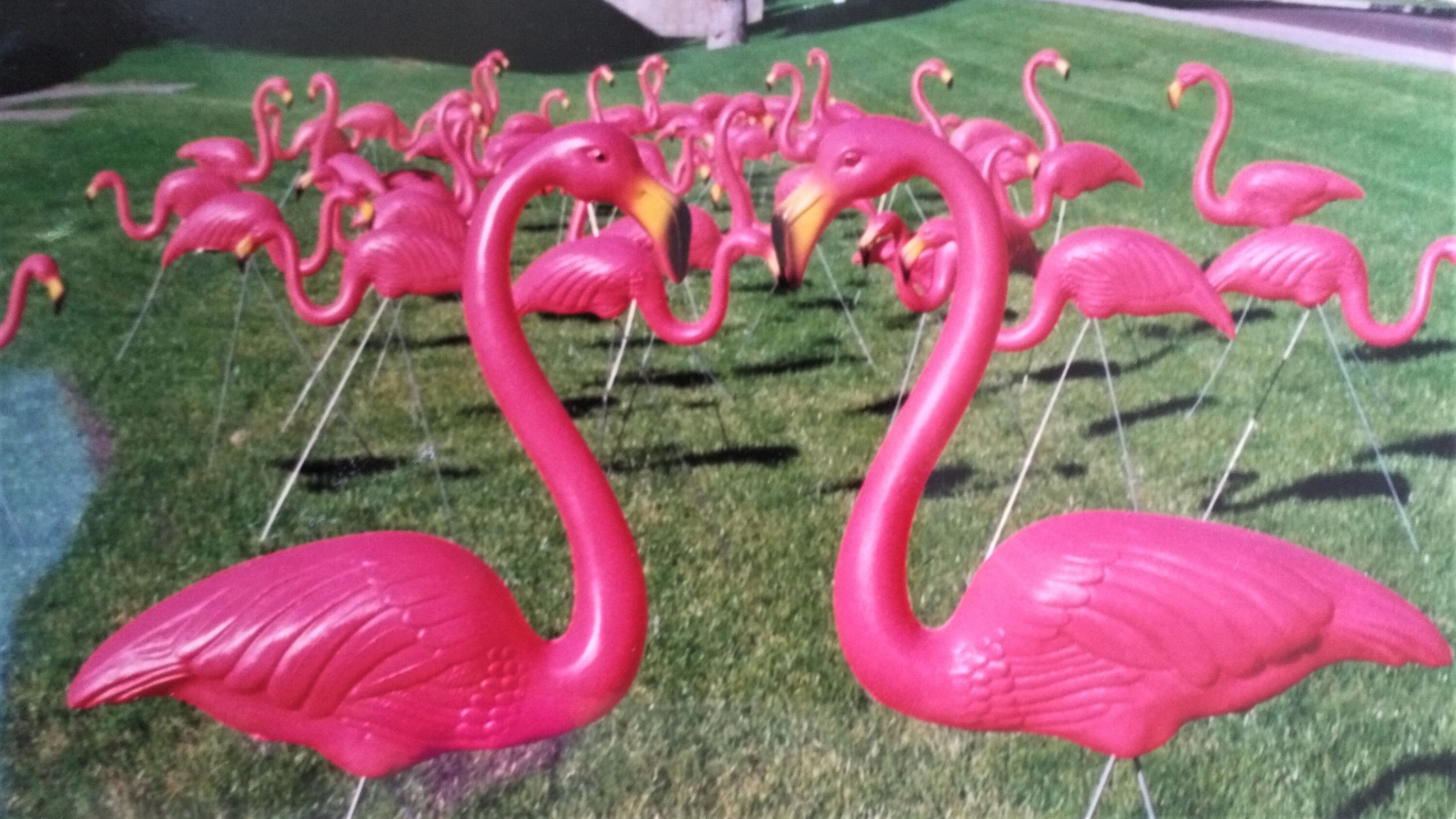 THe perfect flock of flamingos