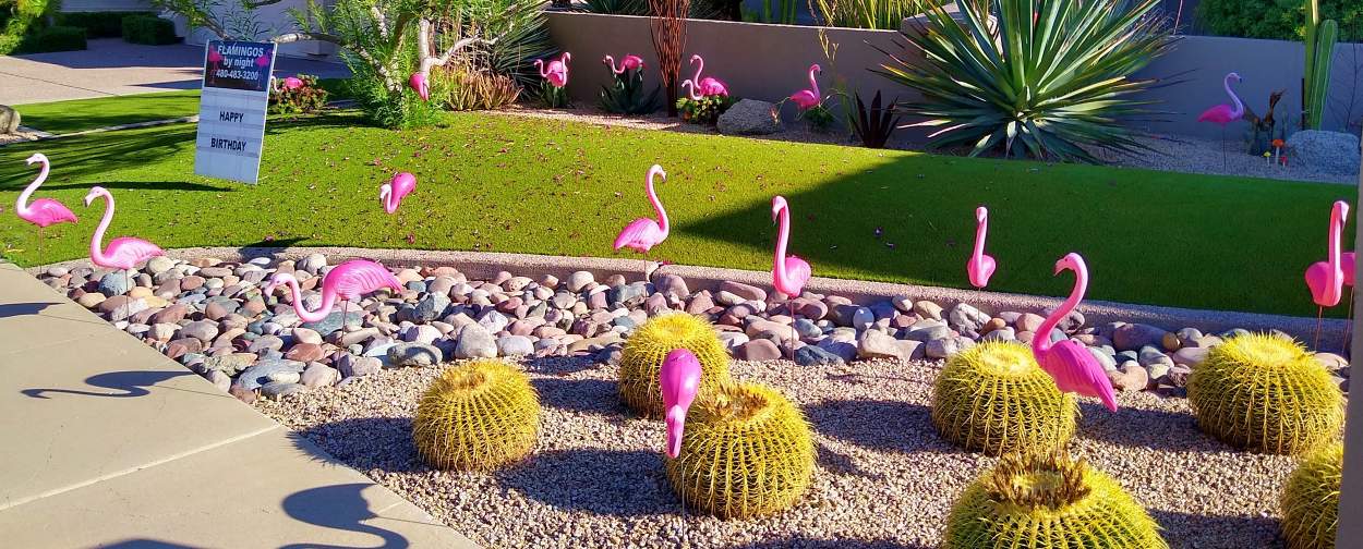 birthday flamingo flocking