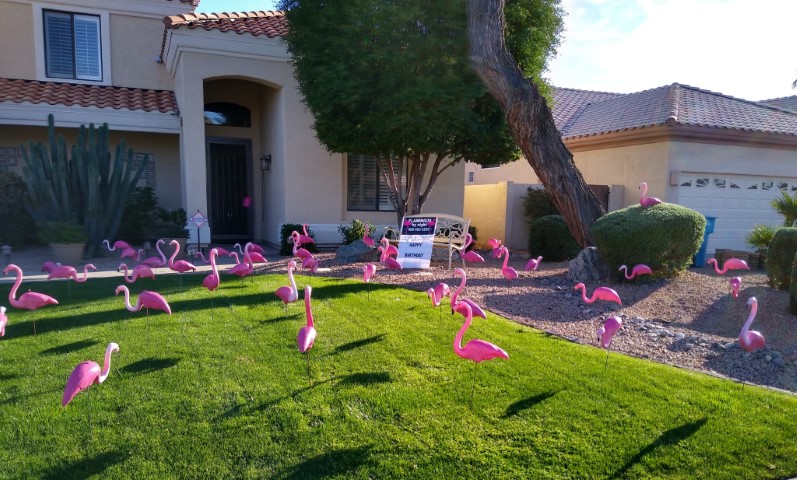 Rent flamingos for birthday, anniversary or gotcha!