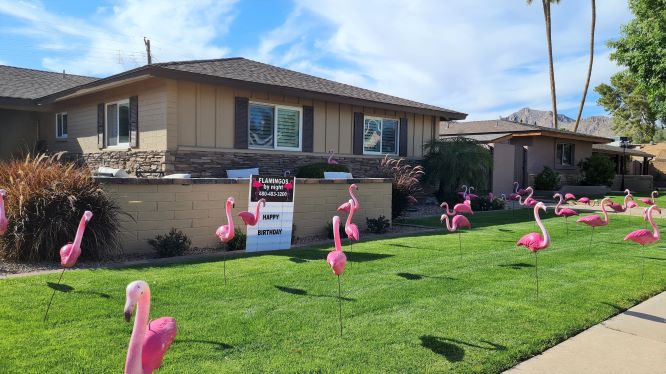 Birthday flamingos in yard