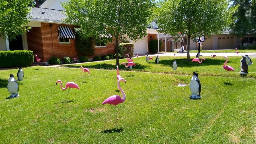 Totally cool Graduation yard card display of penguins and flamingos near Litchfield Park AZ