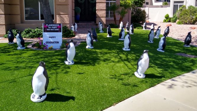 30 penguins in yard for a cool kid.  Graduation yard sign greeting near Arcadia