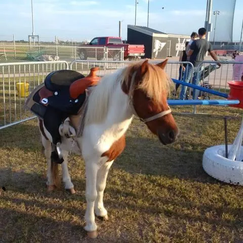 Pony ride at an outdoor event