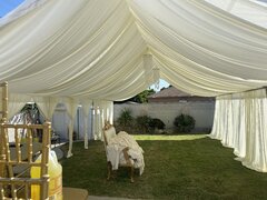 20x40 tent w draping ivory