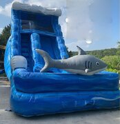 Shark