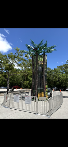 Coconut tree climb 