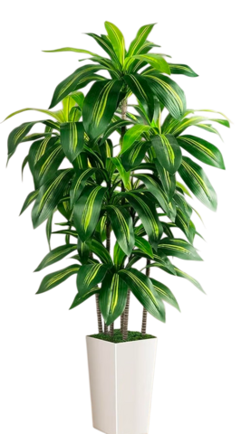 Plant - Small Potted Tree