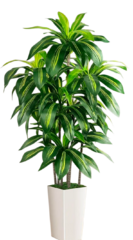 Small Potted Tree
