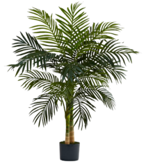 Small Palm Tree