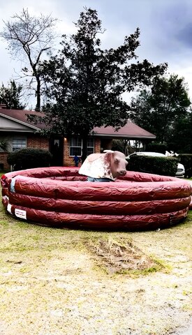 mechanical bull rentals near me- clermont