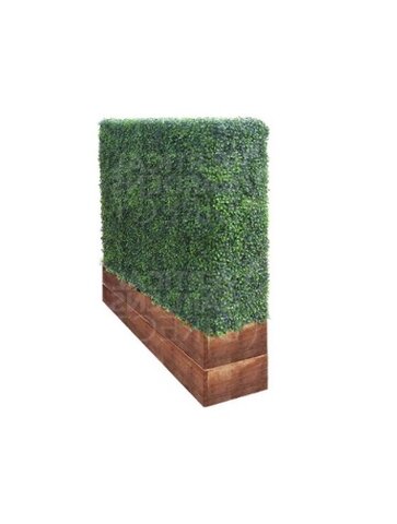 Quantity of 4 Boxwood Hedges (4W x 6.5H)