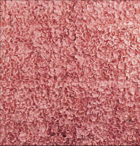 UV Protected Hydrangea Flower Wall Mat Backdrop Dusty Rose