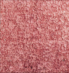 UV Protected Hydrangea Flower Wall Mat Backdrop Dusty Rose