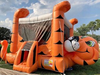 Tiger Belly Bouncer