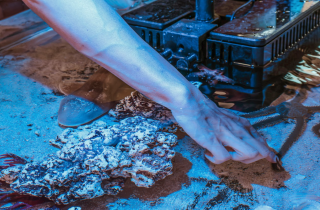 7ft Tide Pool Experience (Large) - Traveling Tide Pool