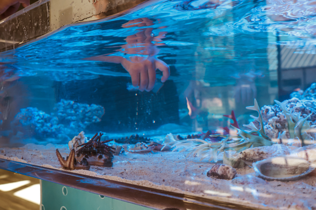 3ft Tide Pool Encounter Small - Traveling Tide Pool