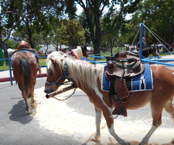 Pony Rides - 5 Pony Sweep