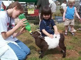 Petting Zoo