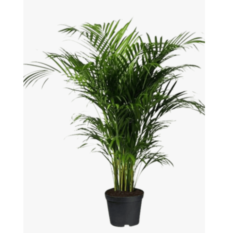 Medium Palm Plant