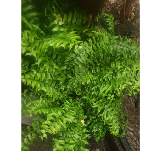 Compact Boston fern