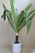 Dracaena Reflexa Lam