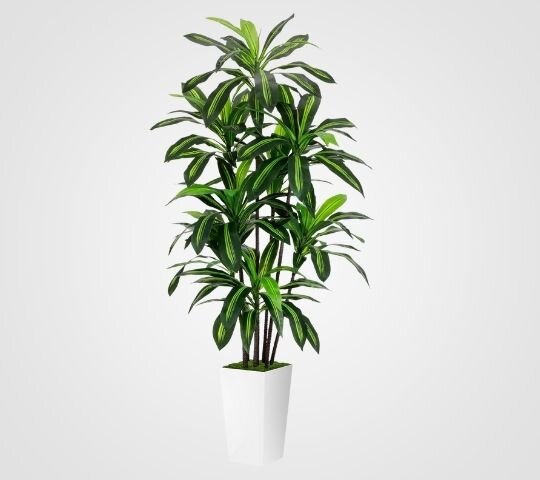 Dracaena Plant 6FT - Artificial