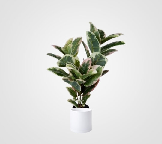 Pink Ficus Plant - Artificial
