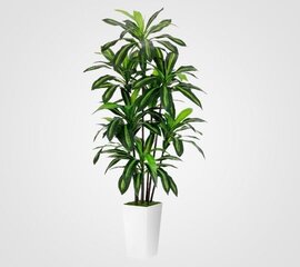 Dracaena Plant 6FT - Artificial