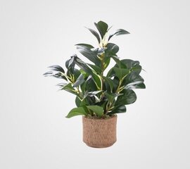 Ficus Leaf Plant - Artificial