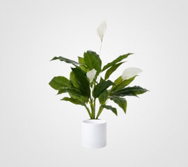 White Peace Lily Plant - Artificial