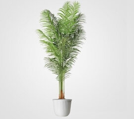 Areca Palm Plant 7FT - Artificial