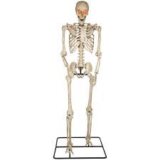 10 FT Skeleton